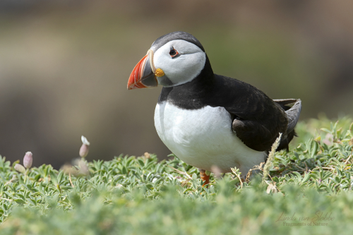 Puffin