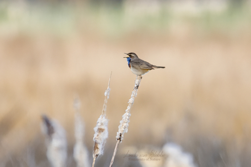 Blue Throat