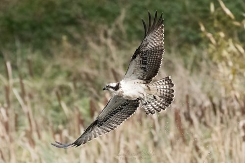 Osprey