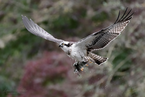Osprey